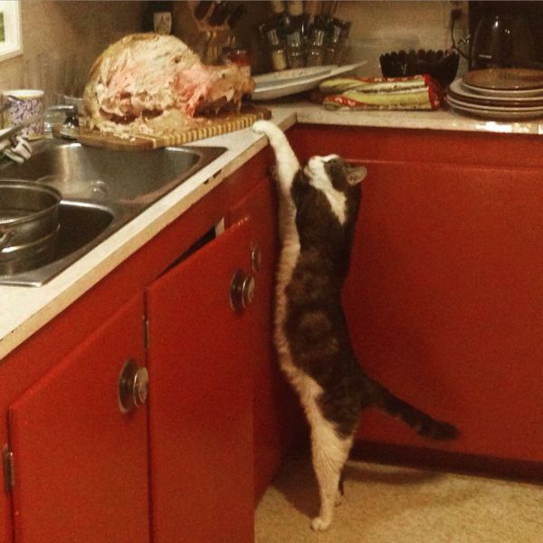 Забавные и симпатичные котики