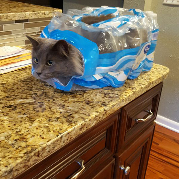 Забавные и симпатичные котики