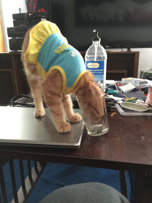Забавные и симпатичные котики