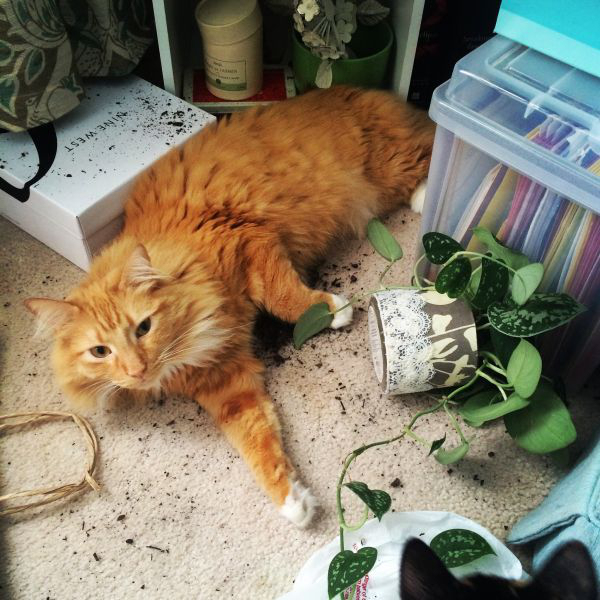 Забавные и симпатичные котики