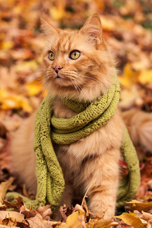 Забавные и симпатичные котики
