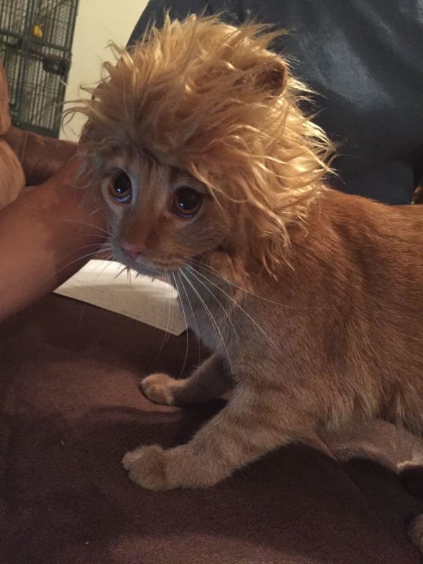 Забавные и симпатичные котики