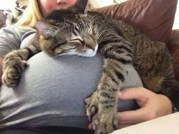 Забавные и симпатичные котики