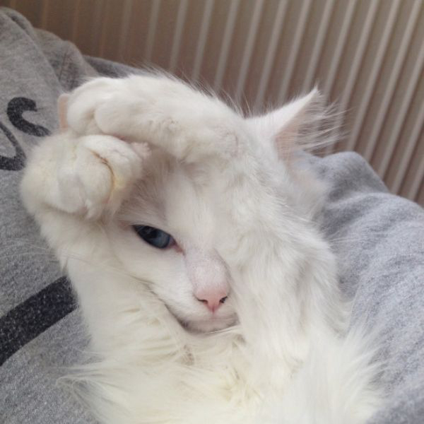 Забавные и симпатичные котики