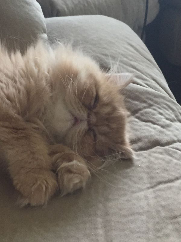 Забавные и симпатичные котики