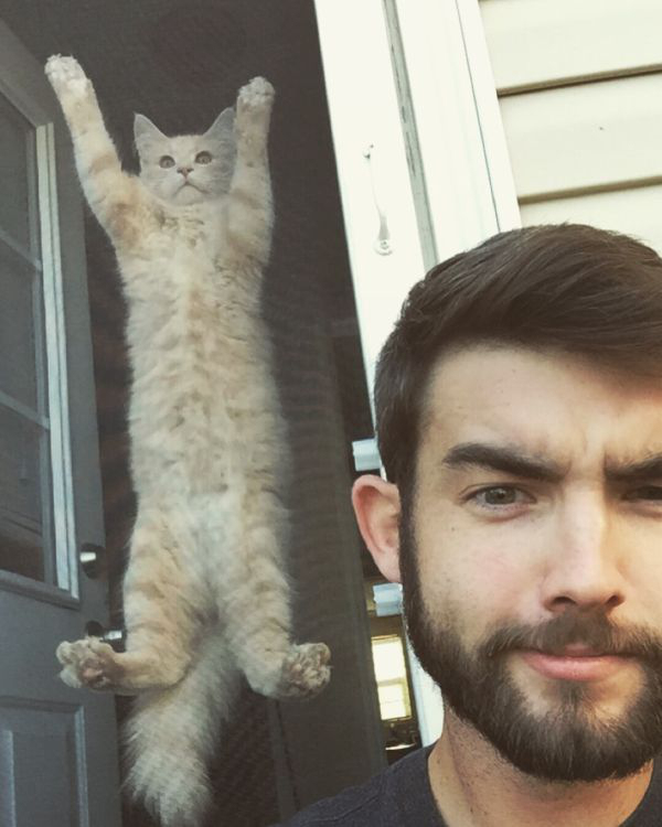 Забавные и симпатичные котики
