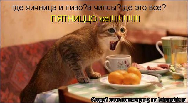 Лучшие котоматрицы недели