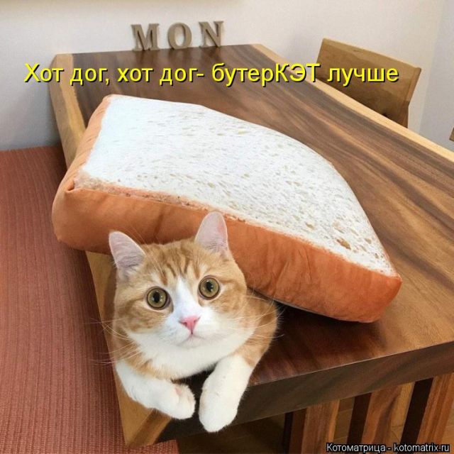 Лучшие котоматрицы недели