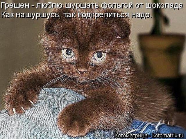 Лучшие котоматрицы недели