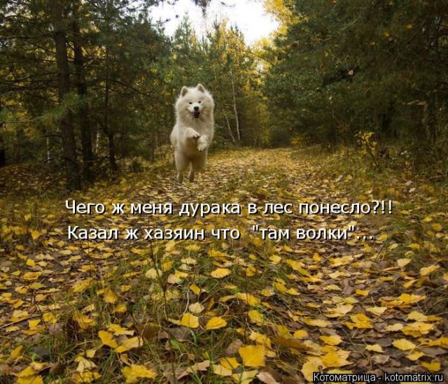 Лучшие котоматрицы недели