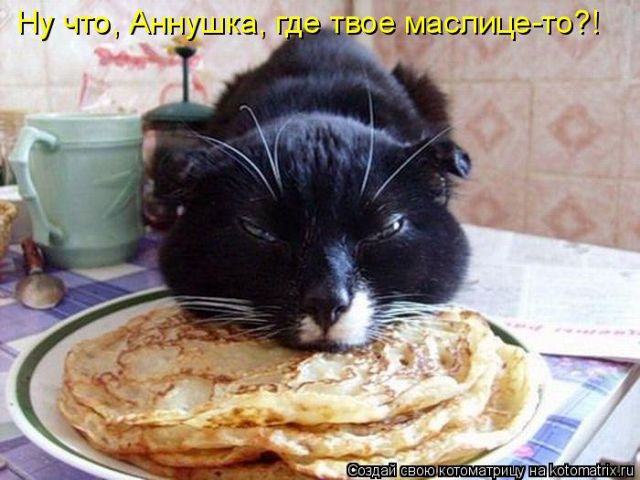 Лучшие котоматрицы недели