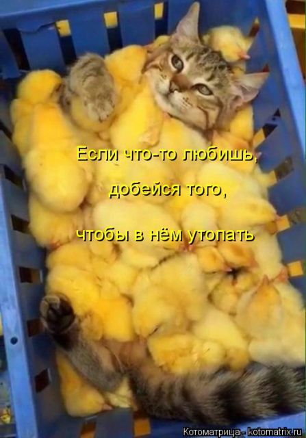 Лучшие котоматрицы недели