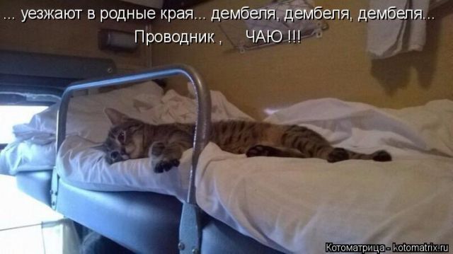 Лучшие котоматрицы недели
