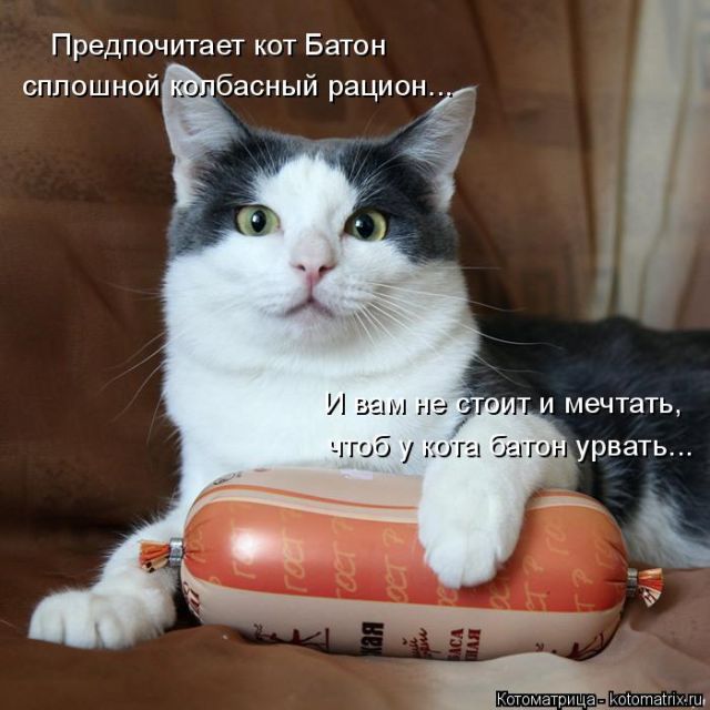 Лучшие котоматрицы недели