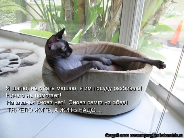Лучшие котоматрицы недели