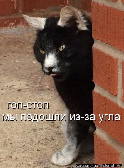 Лучшие котоматрицы недели