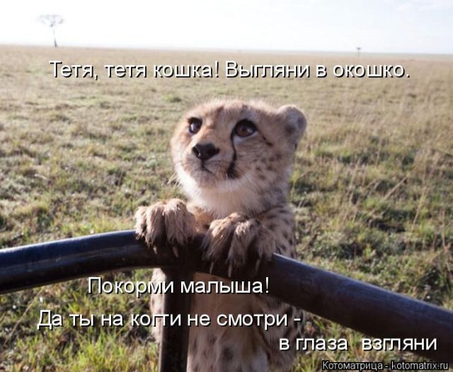Лучшие котоматрицы недели