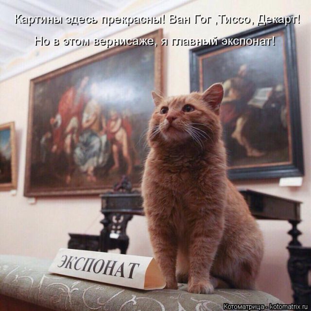 Лучшие котоматрицы недели