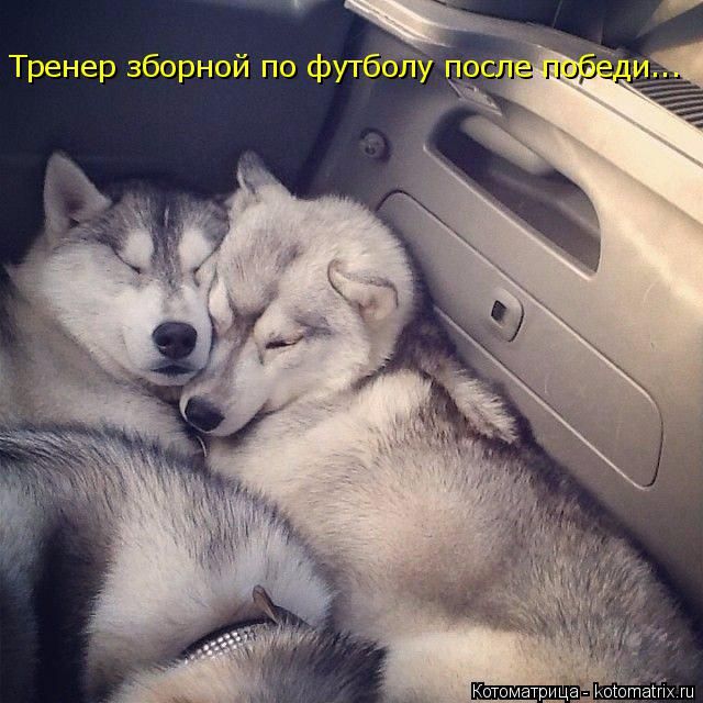 Лучшие котоматрицы недели