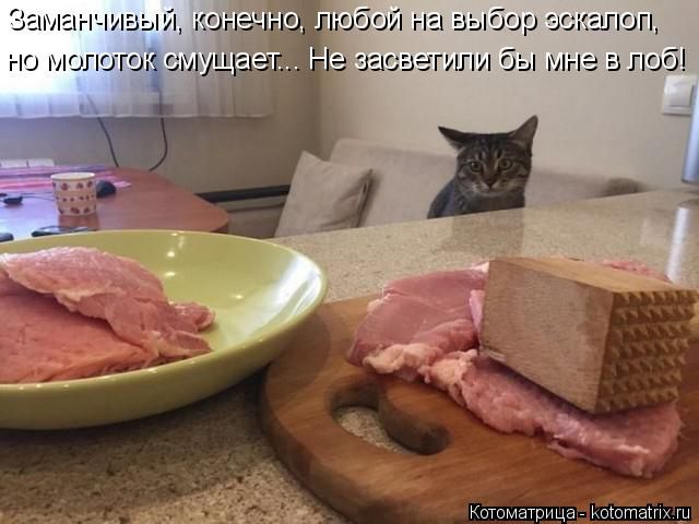 Лучшие котоматрицы недели
