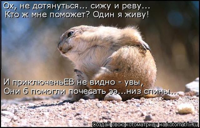 Лучшие котоматрицы недели