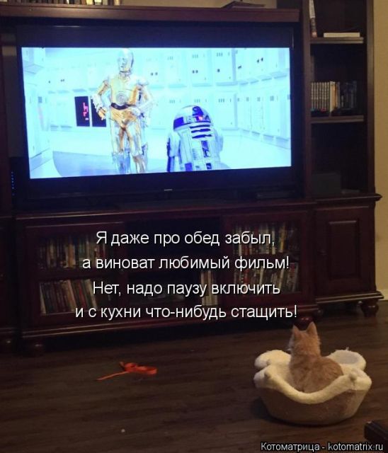 Лучшие котоматрицы недели