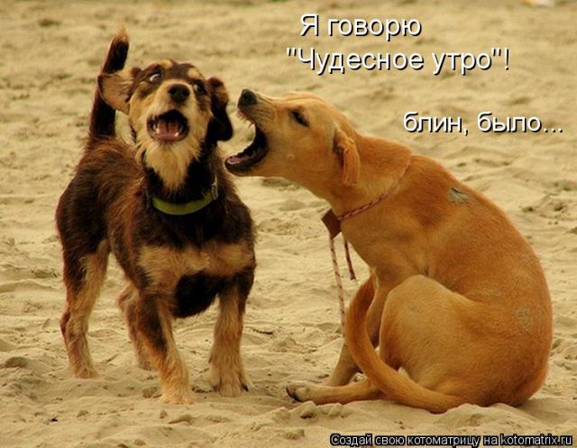 Лучшие котоматрицы недели