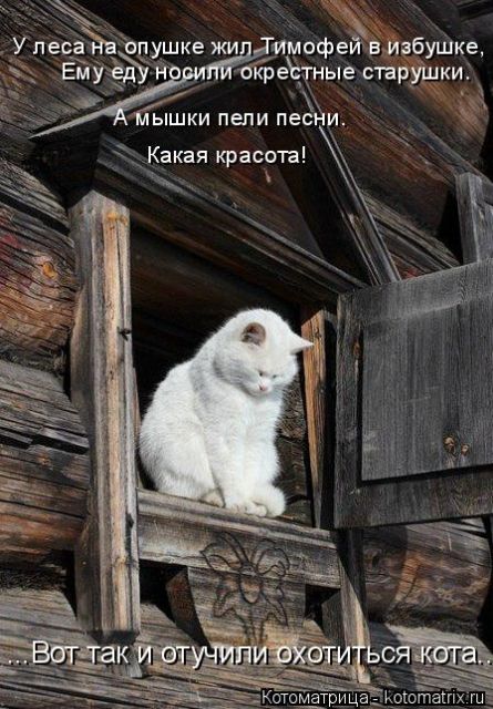 Лучшие котоматрицы недели