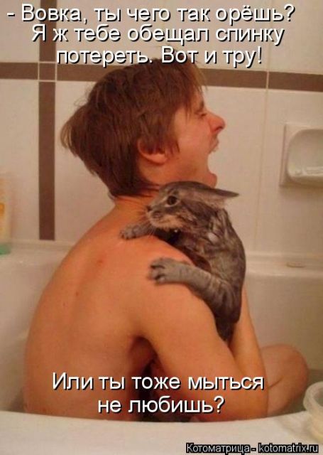 Лучшие котоматрицы недели