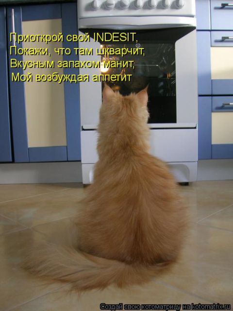 Лучшие котоматрицы недели