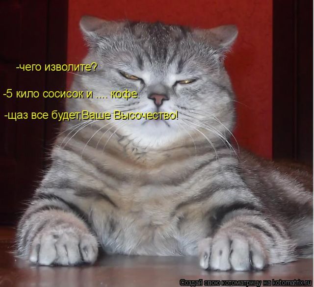 Лучшие котоматрицы недели
