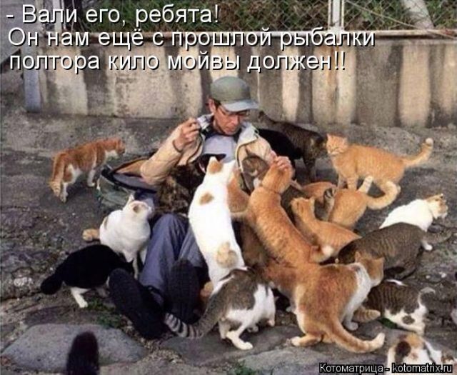 Лучшие котоматрицы недели