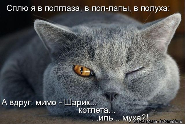 Лучшие котоматрицы недели