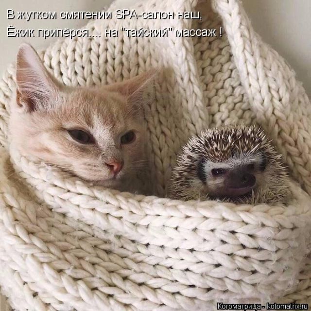 Лучшие котоматрицы недели