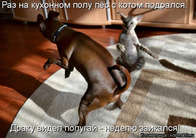 Лучшие котоматрицы недели