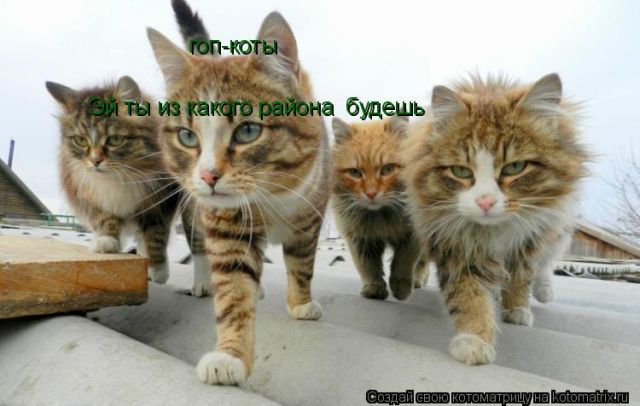 Лучшие котоматрицы недели