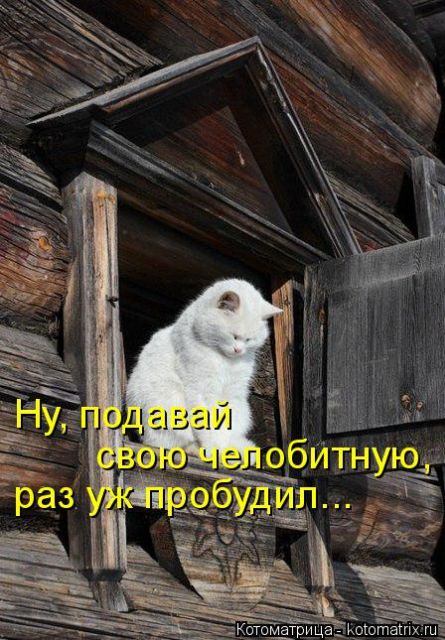 Лучшие котоматрицы недели