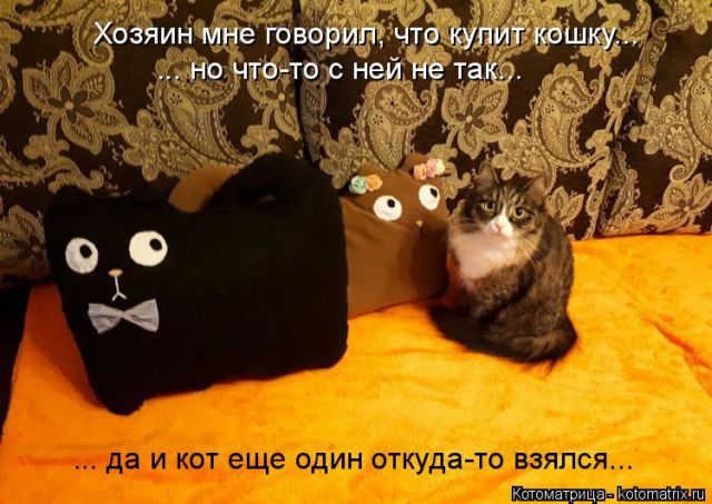 Лучшие котоматрицы недели