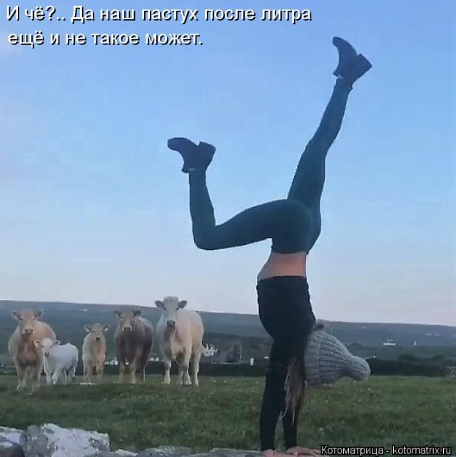 Лучшие котоматрицы недели
