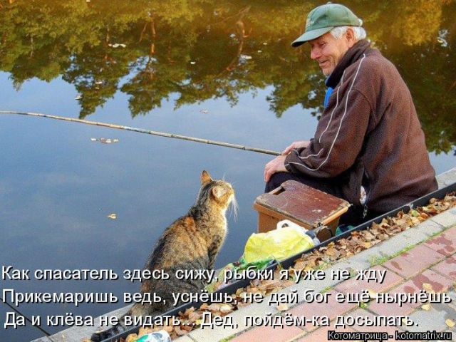Лучшие котоматрицы недели