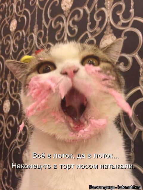 Лучшие котоматрицы недели