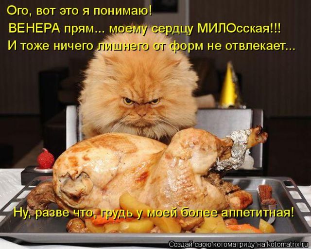 Лучшие котоматрицы недели
