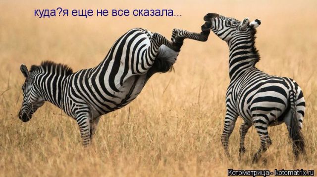 Лучшие котоматрицы недели