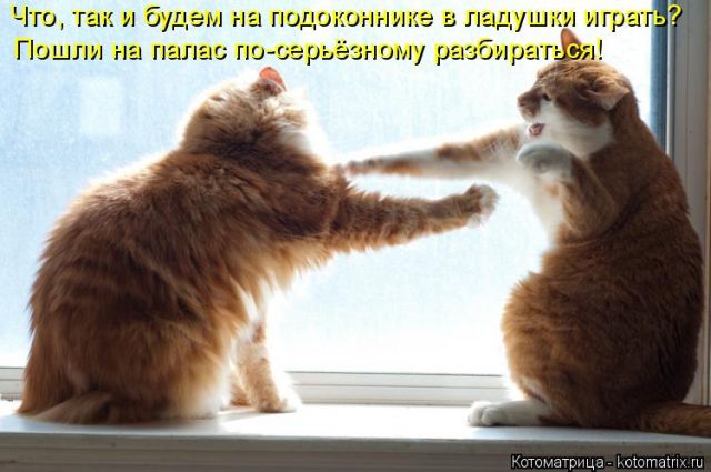Лучшие котоматрицы недели