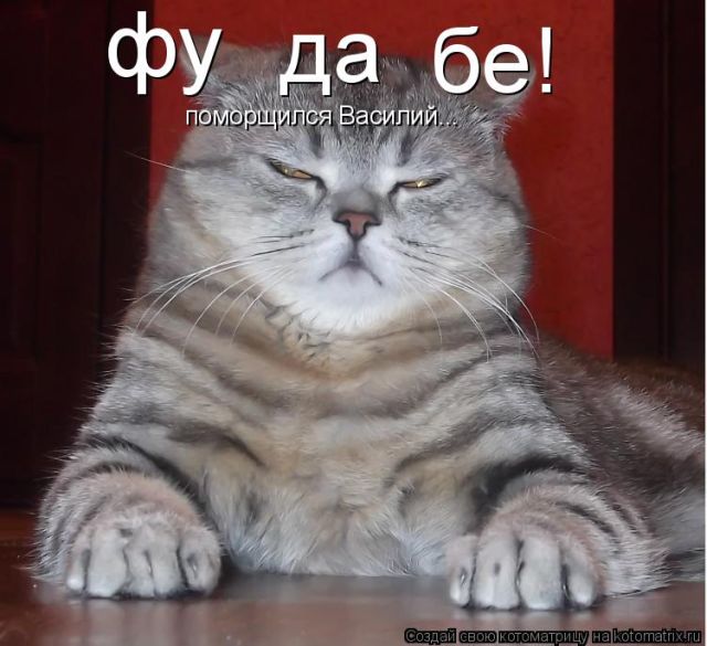 Лучшие котоматрицы недели