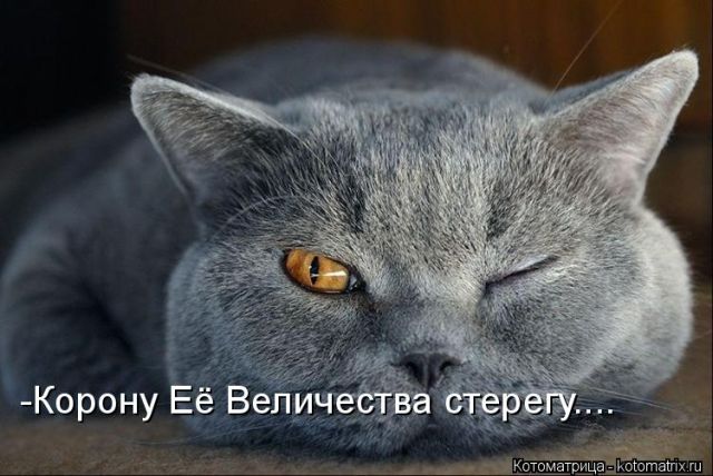 Лучшие котоматрицы недели