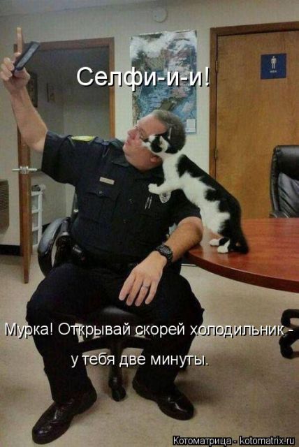 Лучшие котоматрицы недели