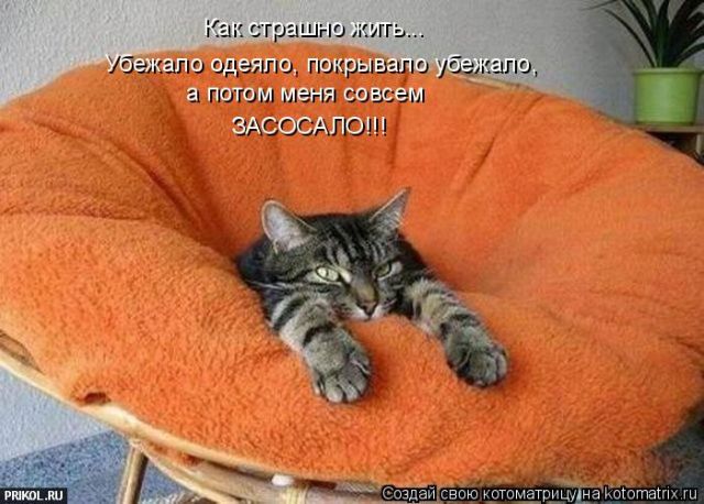 Лучшие котоматрицы недели