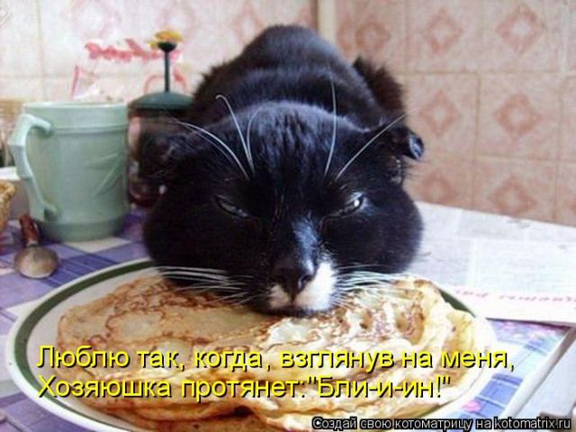 Лучшие котоматрицы недели