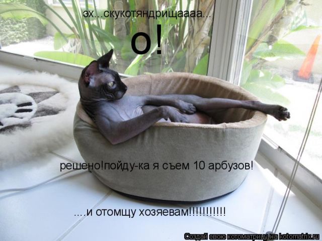 Лучшие котоматрицы недели
